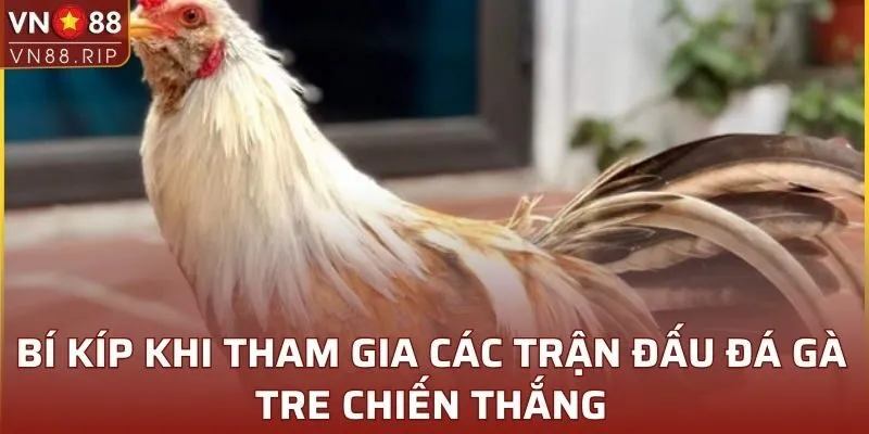 Bí kíp khi tham gia các trận đấu đá gà tre chiến thắng