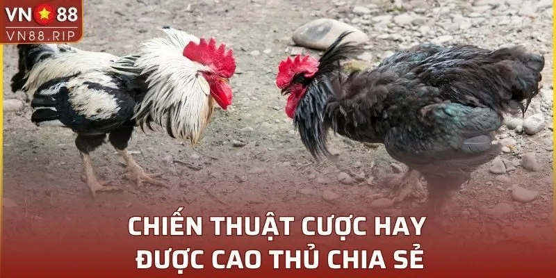 Chiến thuật cược hay được cao thủ chia sẻ