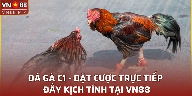 Đá Gà C1