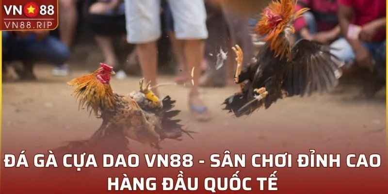 Đá Gà Cựa Dao