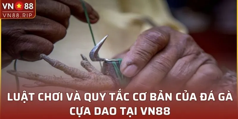 Luật chơi và quy tắc cơ bản của đá gà cựa dao tại VN88